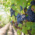 The World of Wine: From Cabernet to Pinot Noir