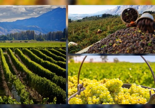 The Most Popular Wine Grapes Around the World