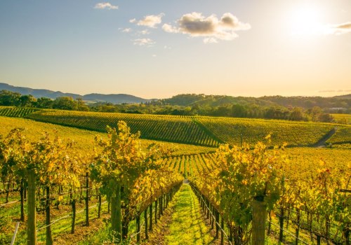 The Top Wineries in the World: A Wine Expert's Perspective