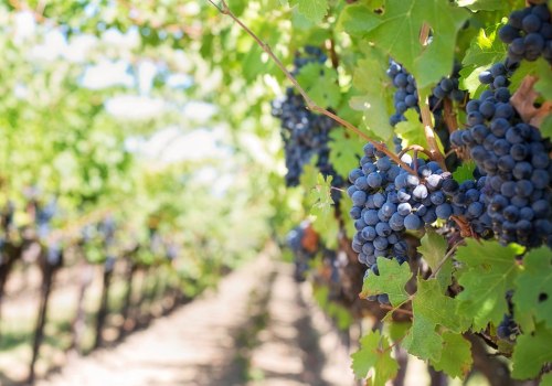 The World of Wine: From Cabernet to Pinot Noir